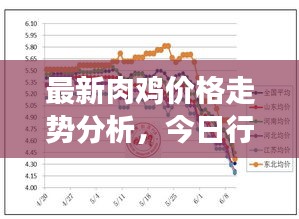 最新肉鸡价格走势分析，今日行情动态及市场趋势解读
