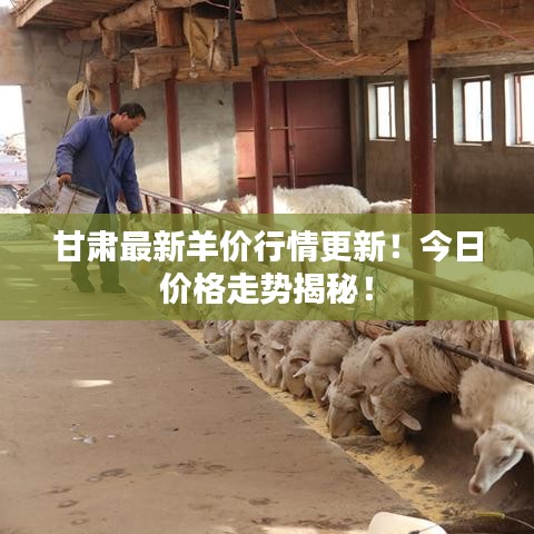 甘肃最新羊价行情更新！今日价格走势揭秘！