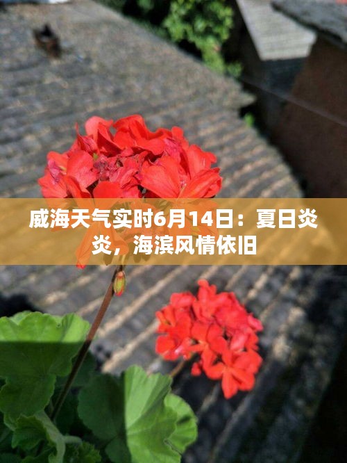 威海天气实时6月14日：夏日炎炎，海滨风情依旧