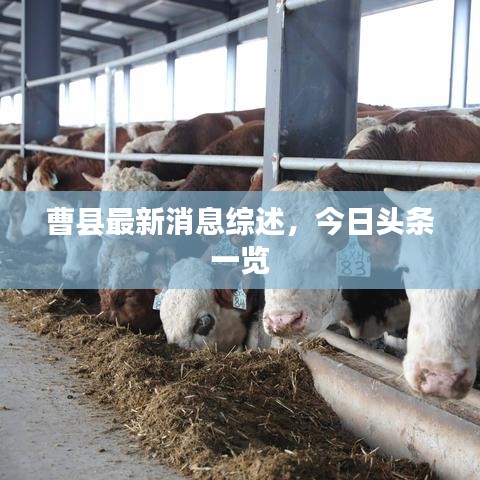 曹县最新消息综述，今日头条一览
