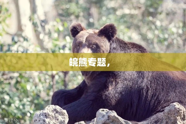 皖熊专题， 